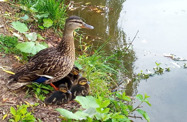 Mallard