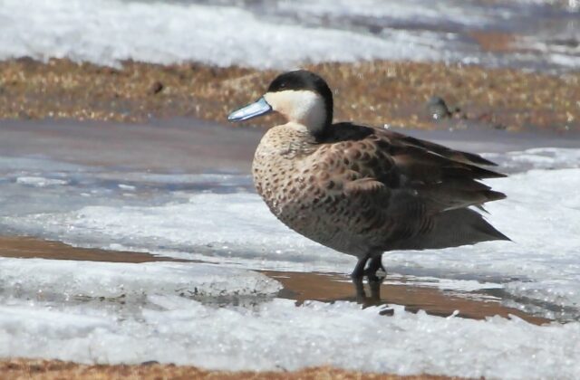 Puna Teal