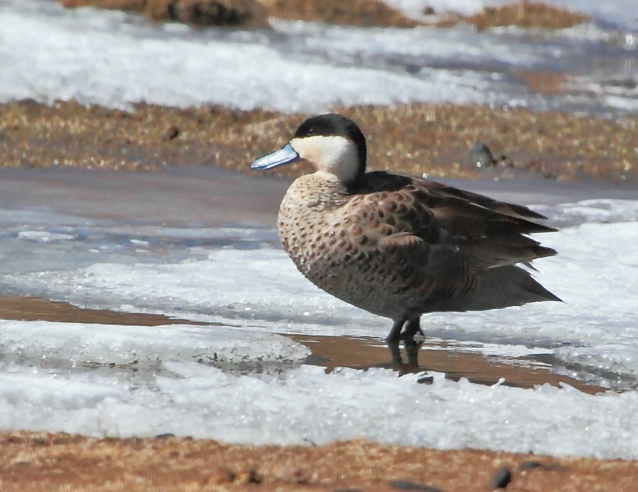 Puna Teal