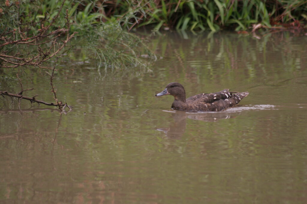 African Black Duck