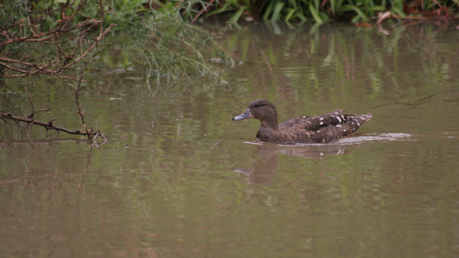African Black Duck