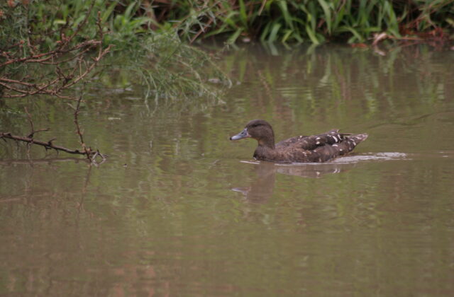 African Black Duck