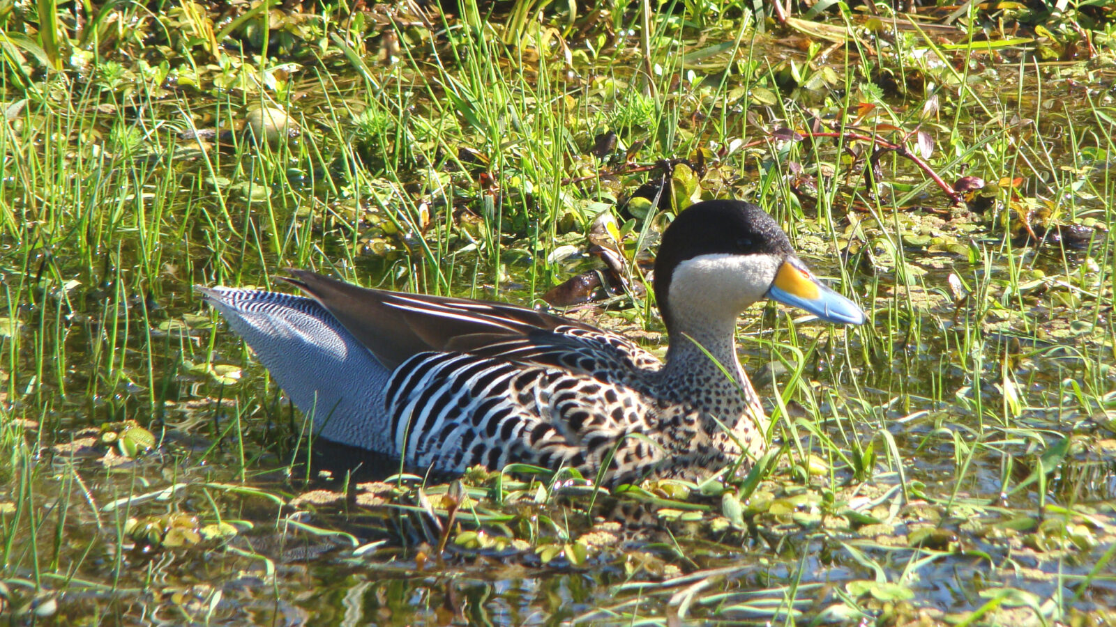 Silver Teal