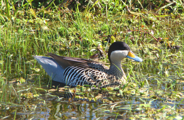 Silver Teal