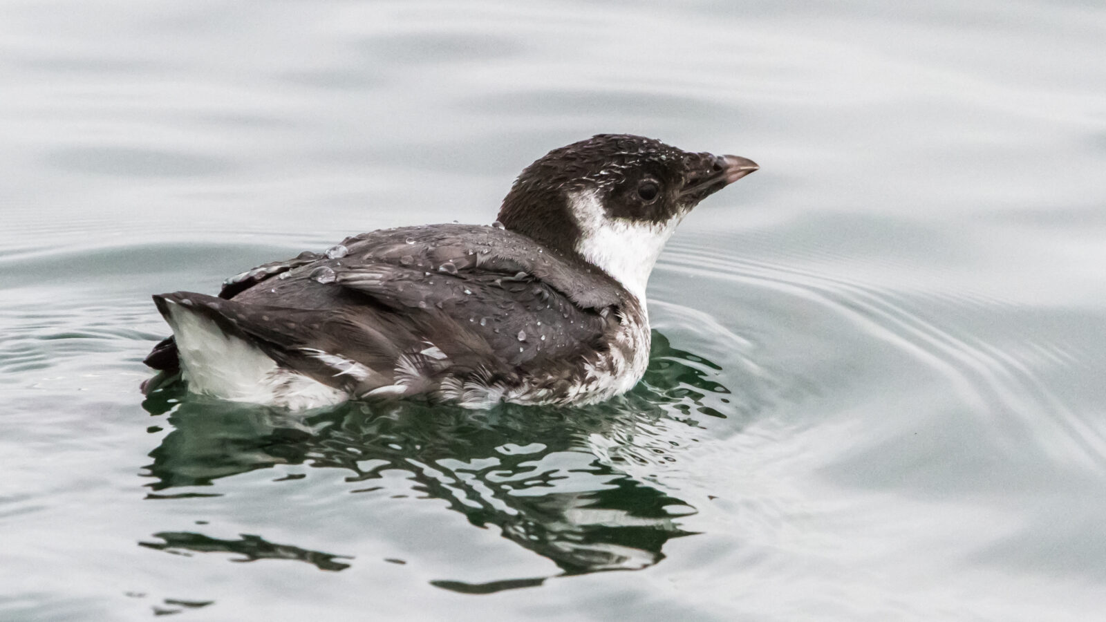 Ancient Murrelet