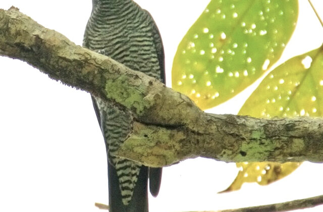 Andaman Cuckooshrike
