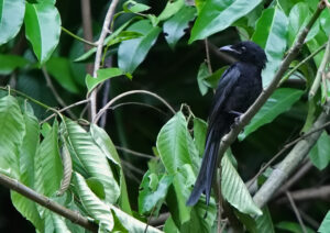 Andaman Drongo