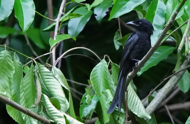 Andaman Drongo