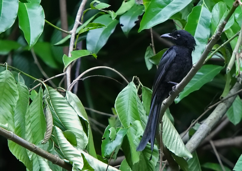 Andaman Drongo