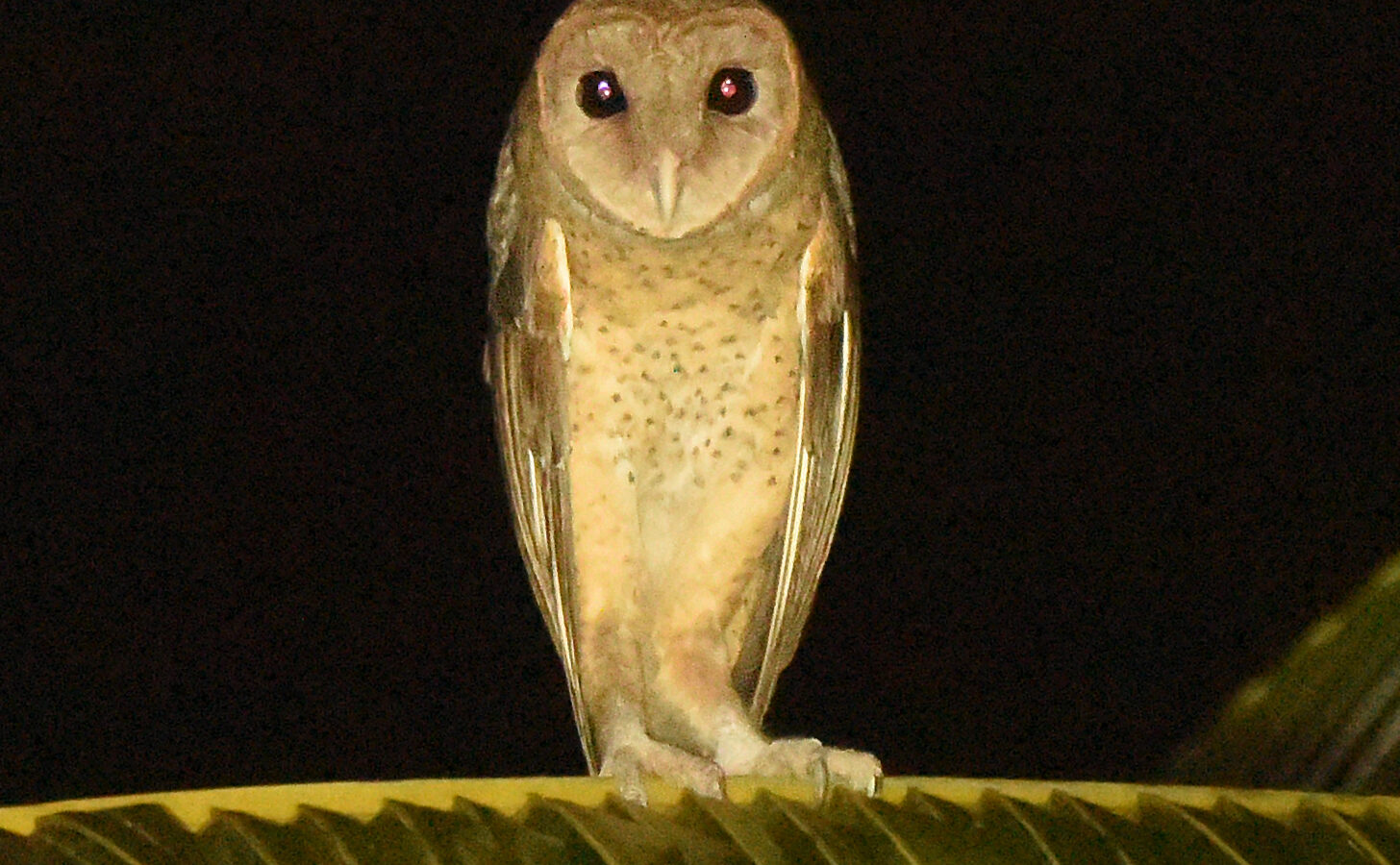 Andaman Masked Owl