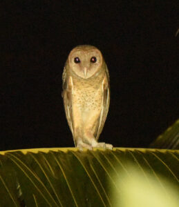 Andaman Masked Owl