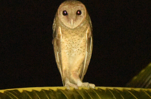 Andaman Masked Owl