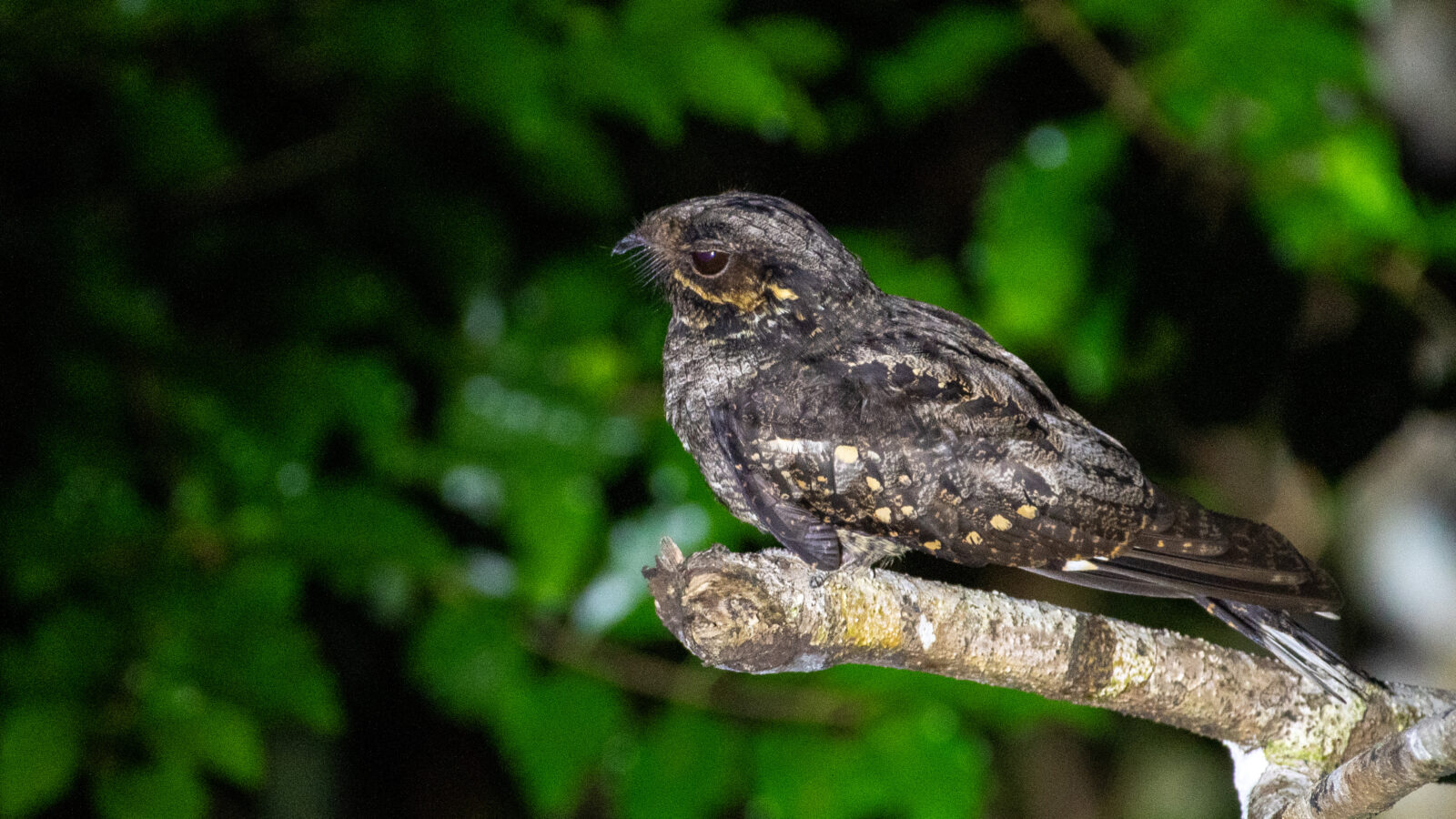 Andaman Nightjar
