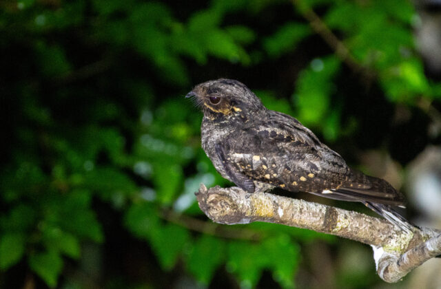 Andaman Nightjar
