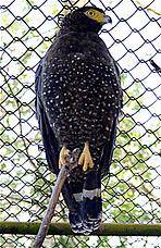 Andaman Serpent Eagle