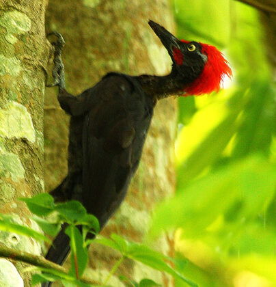 Andaman Woodpecker