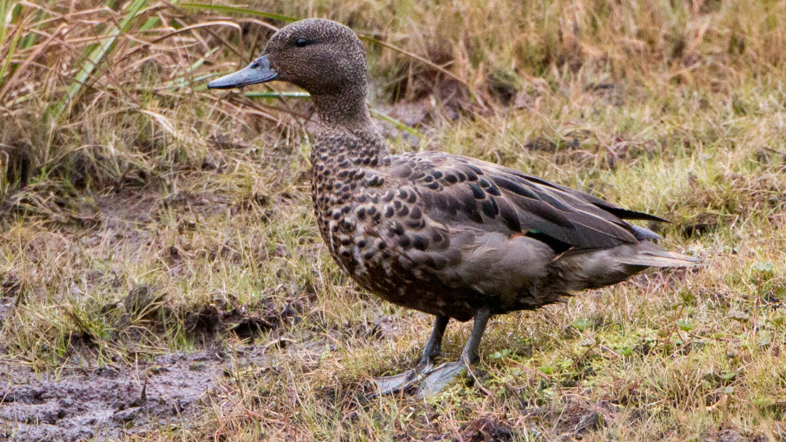Andean Teal