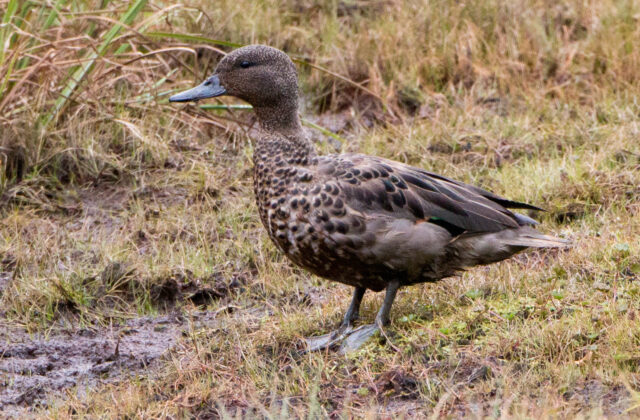 Andean Teal