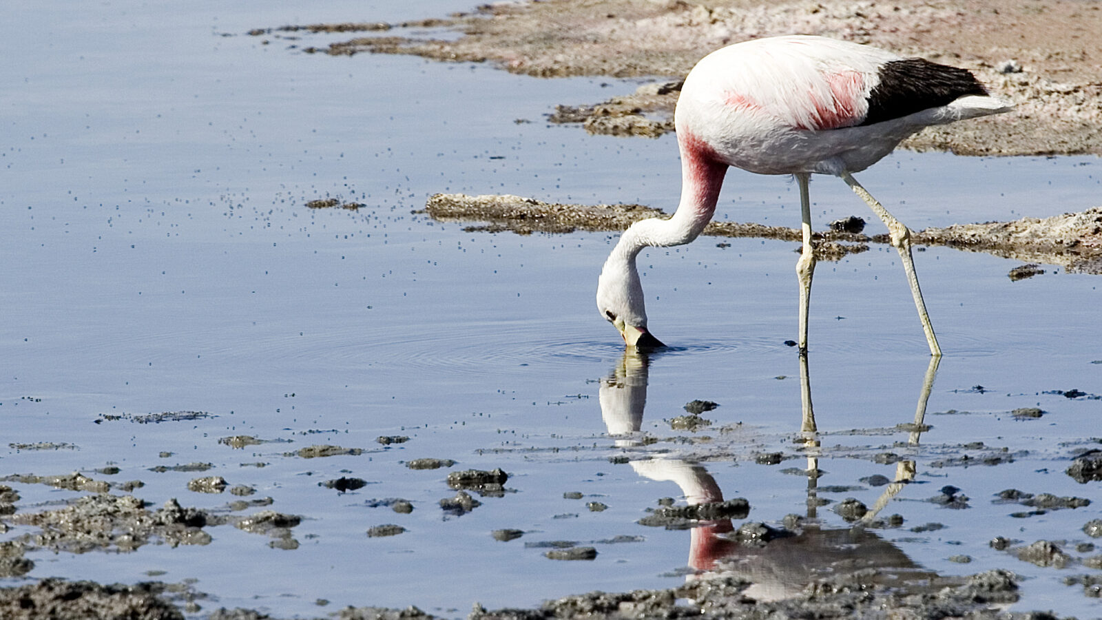 Andean Flamingo