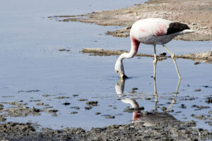 Andean Flamingo