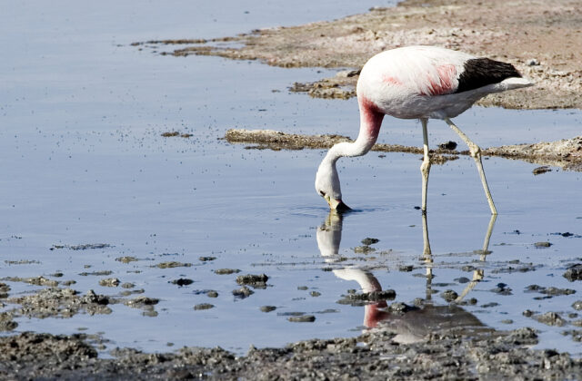 Andean Flamingo