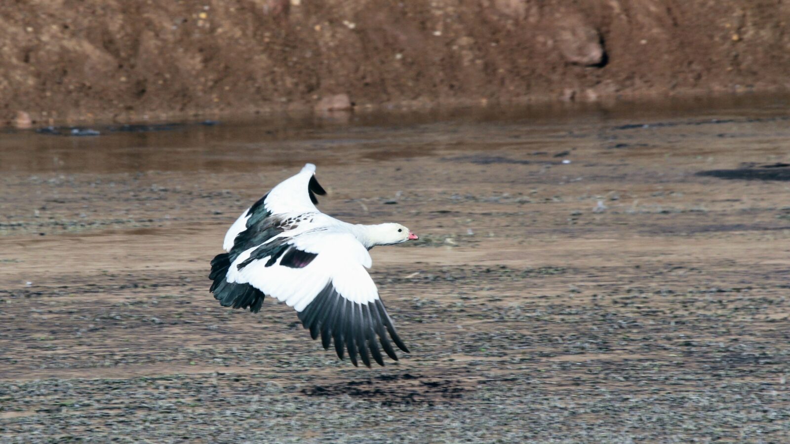 Andean Goose