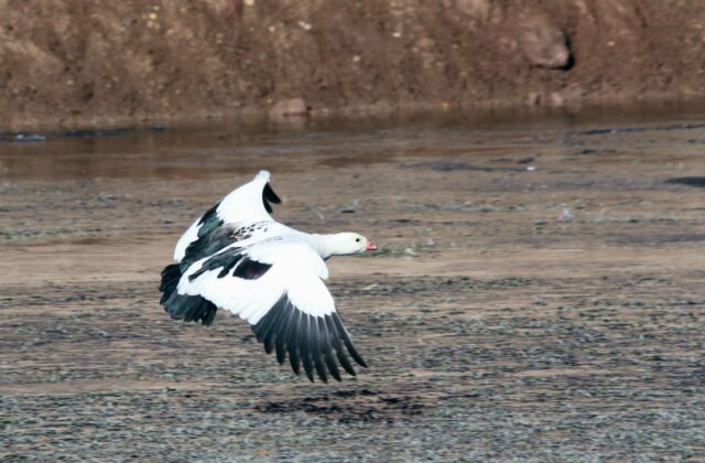 Andean Goose