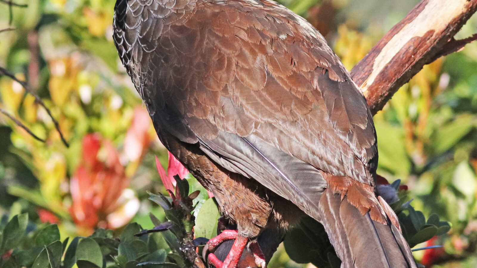 Andean Guan
