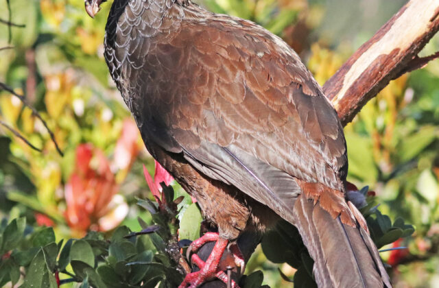 Andean Guan