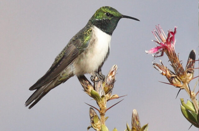 Green-headed Hillstar
