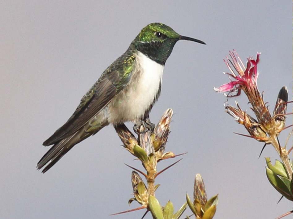 Green-headed Hillstar