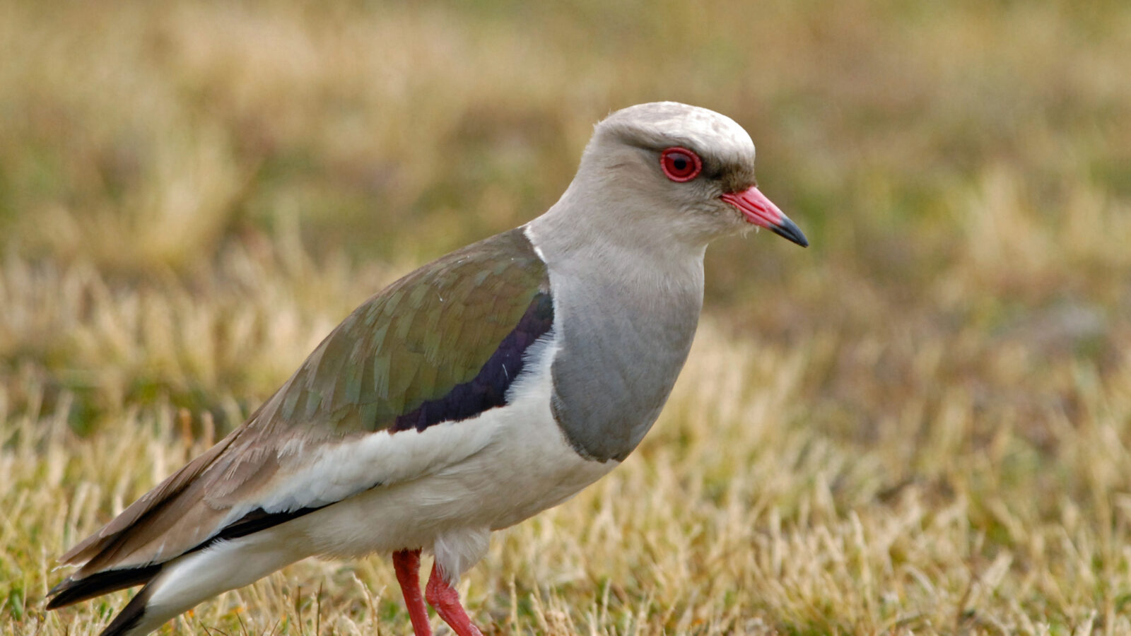 Andean Lapwing