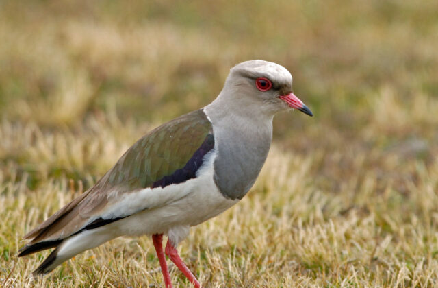Andean Lapwing