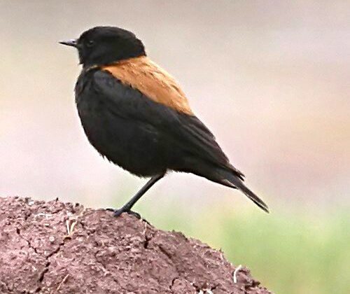 Andean Negrito