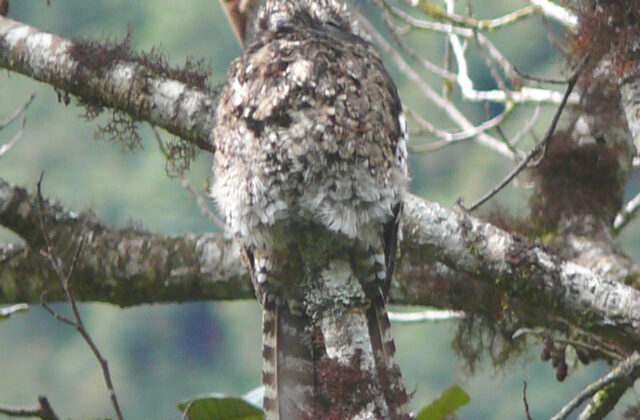 Andean Potoo