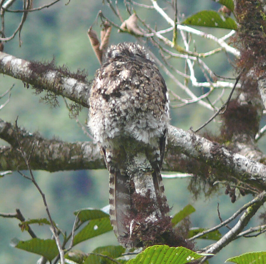 Andean Potoo