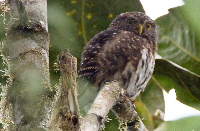 Andean Pygmy Owl