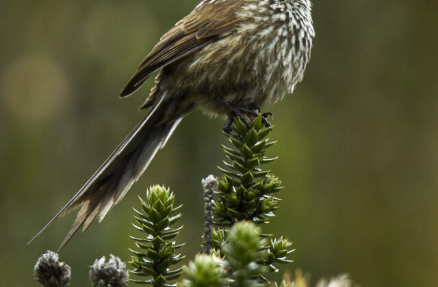 Andean Tit-Spinetail