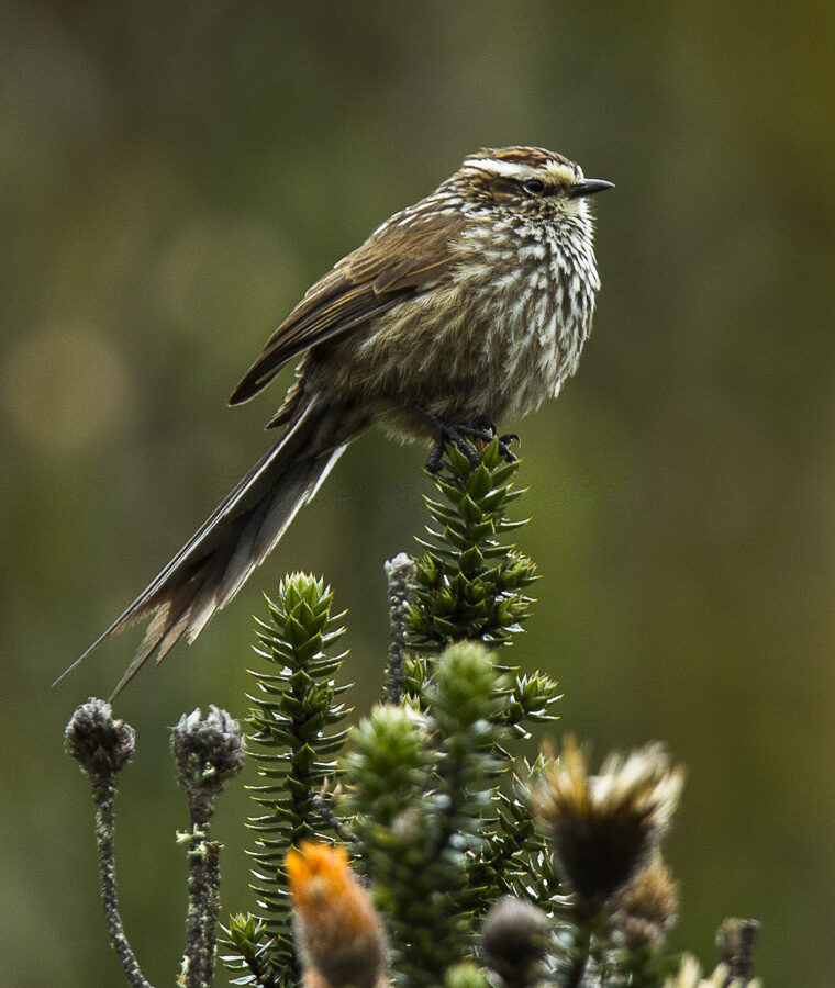 Andean Tit-Spinetail