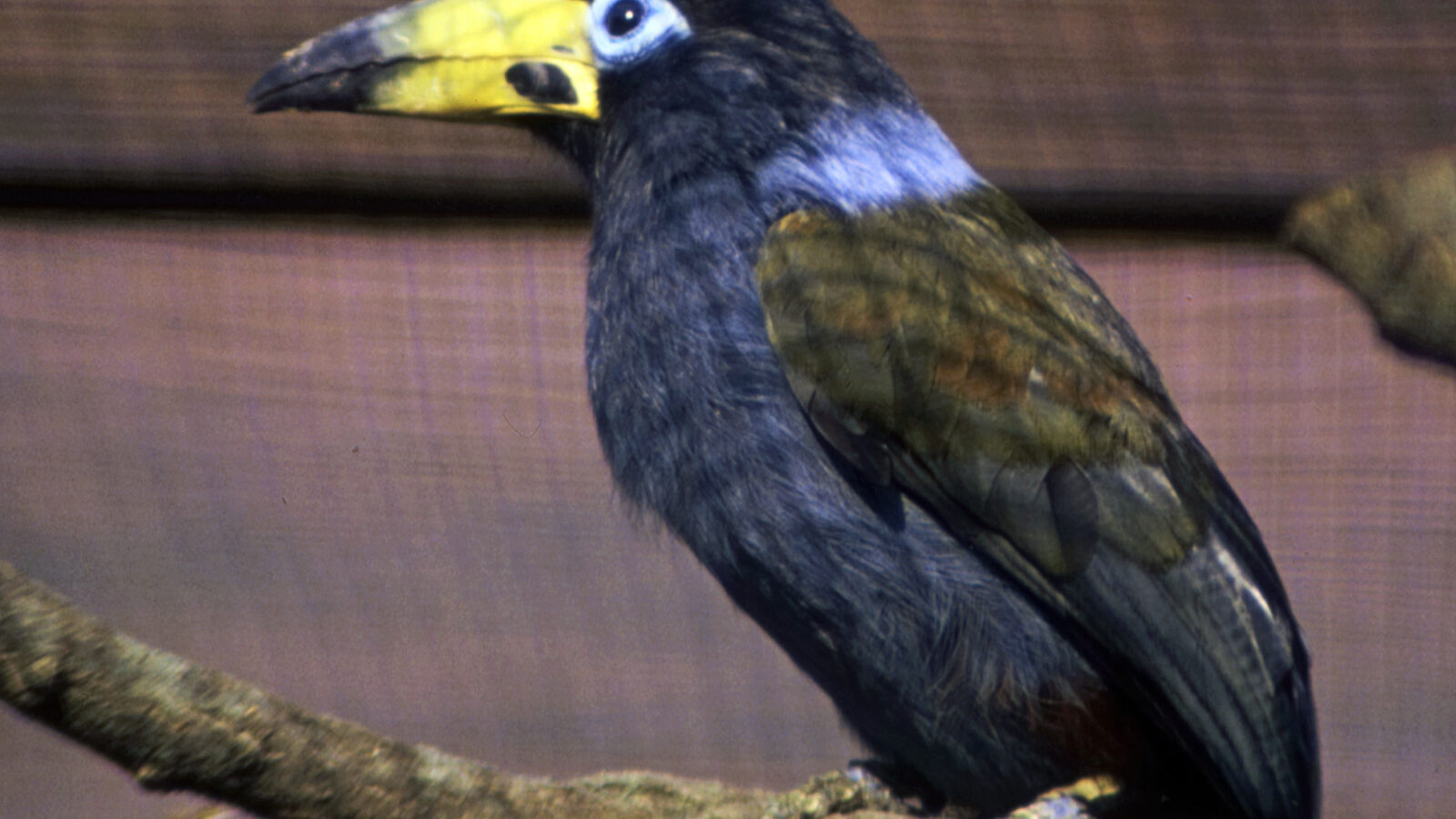 Hooded Mountain Toucan