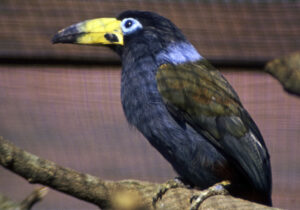 Hooded Mountain Toucan
