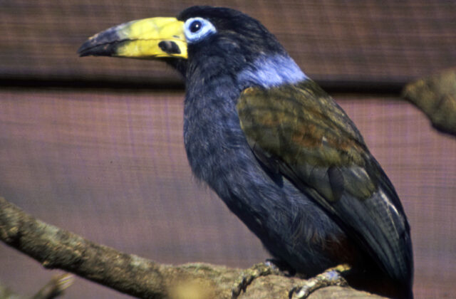 Hooded Mountain Toucan