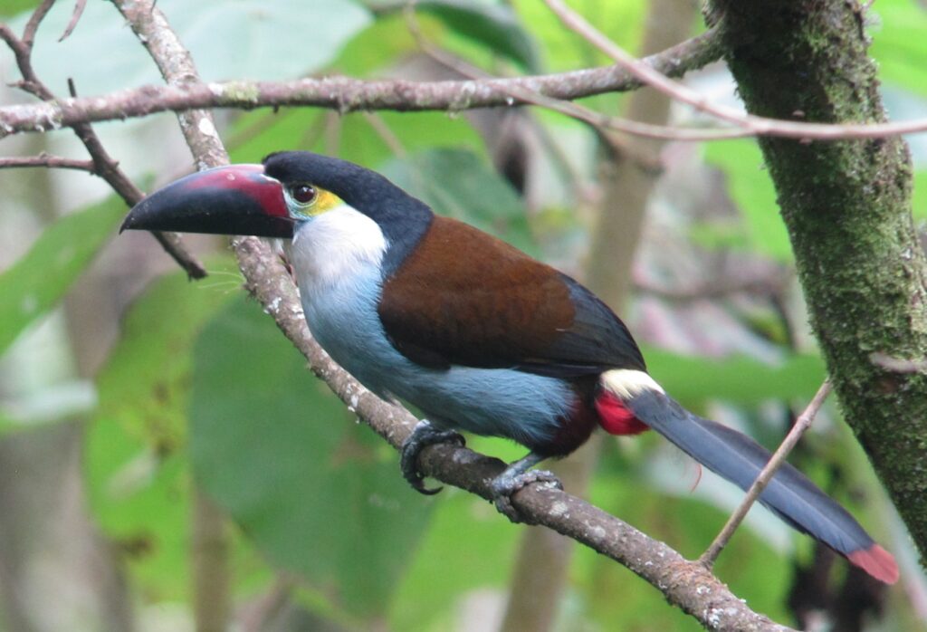 Black-billed Mountain Toucan