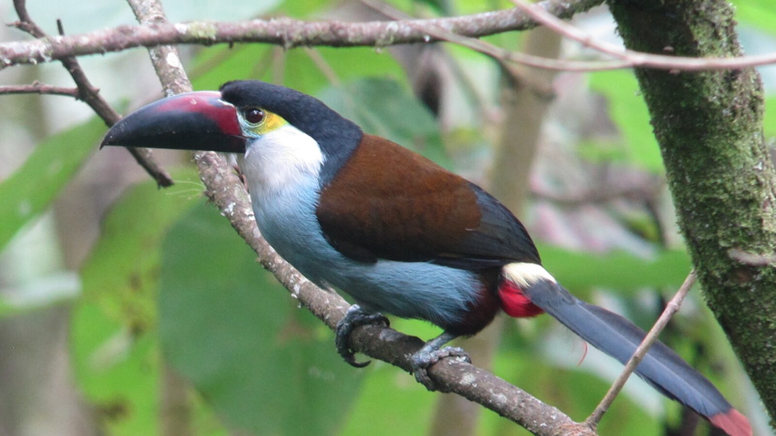 Black-billed Mountain Toucan