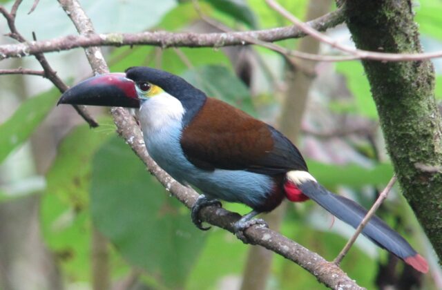 Black-billed Mountain Toucan