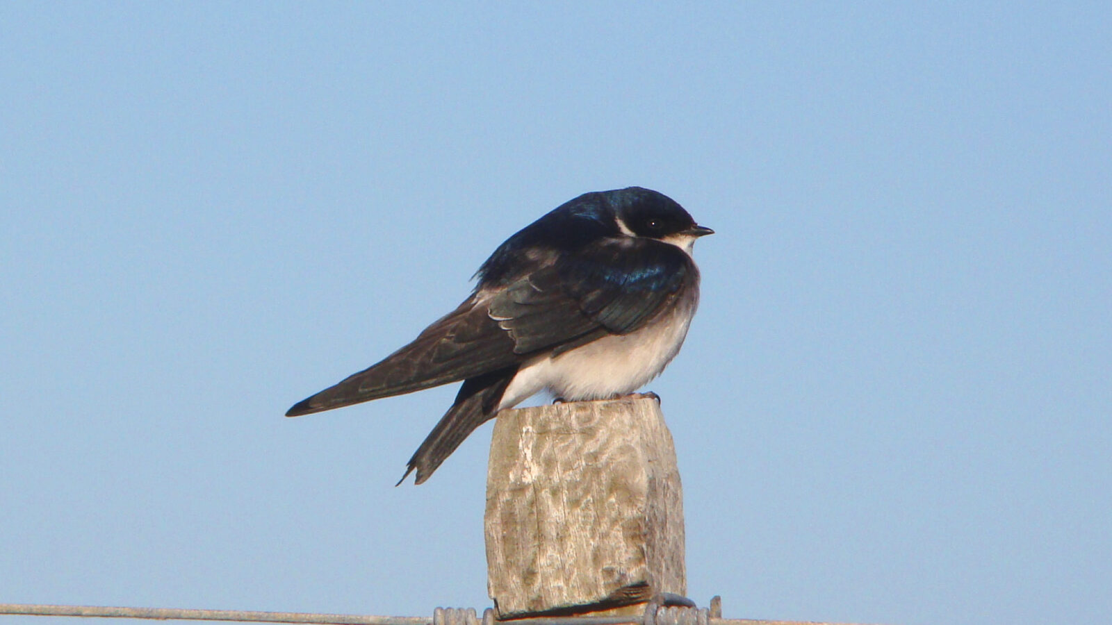 Chilean Swallow