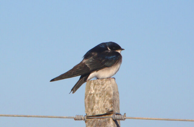 Chilean Swallow