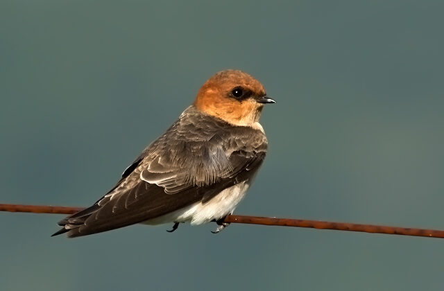 Tawny-headed Swallow