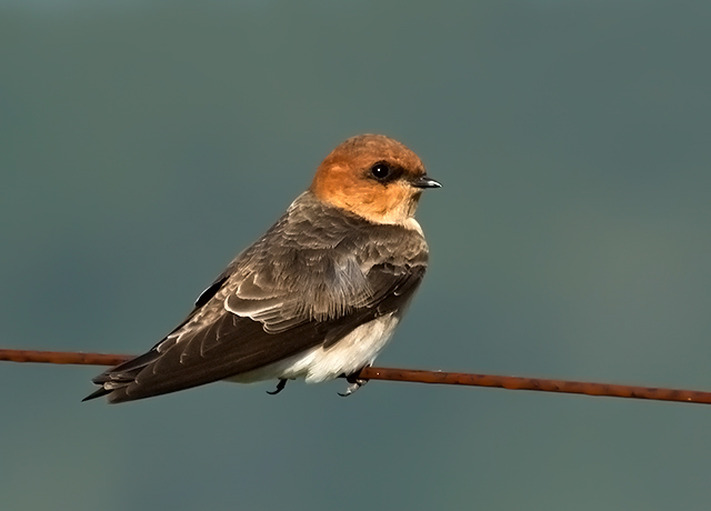 Tawny-headed Swallow