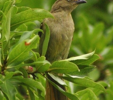 Sombre Greenbul